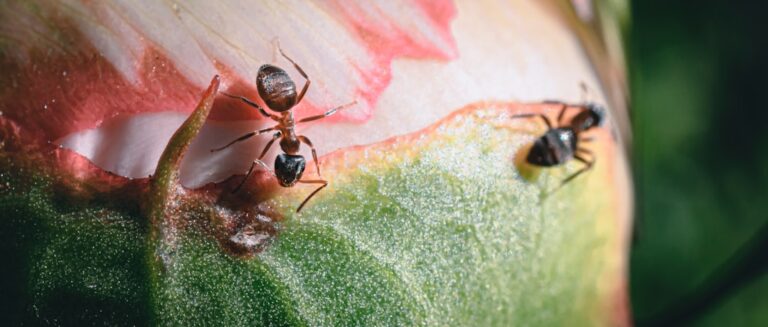 Effective Ant Control with Advion Ant Gel