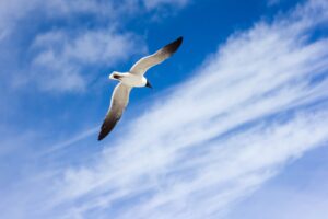 Photo Bird, Blue feathers